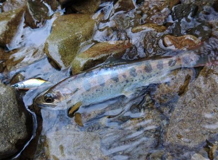 ＧＷに渓流釣り ～長良川水系～